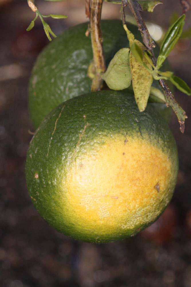            Immature fruit (Riverside, CA)   